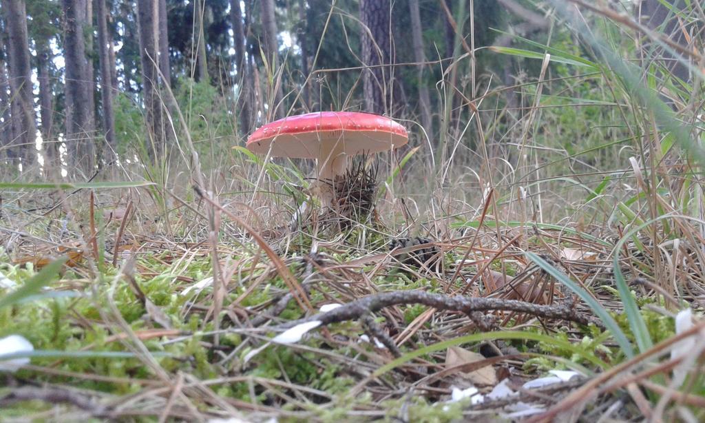 Wiejska Chata Szwalk Eksteriør bilde