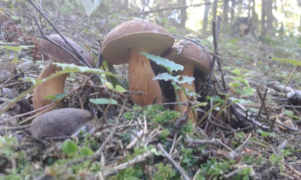 Wiejska Chata Szwalk Eksteriør bilde